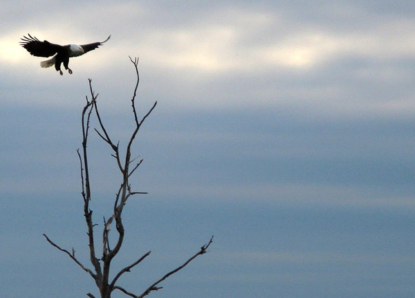 Bald eagle, James River, Rocketts Landing, Richmond Virginia