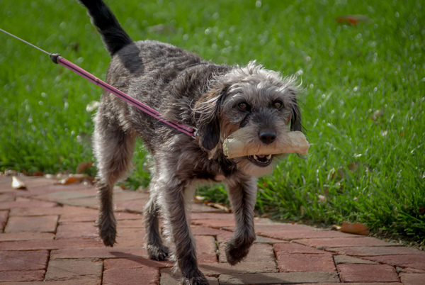 Rocketts Landing dogs, Richmond Virginia