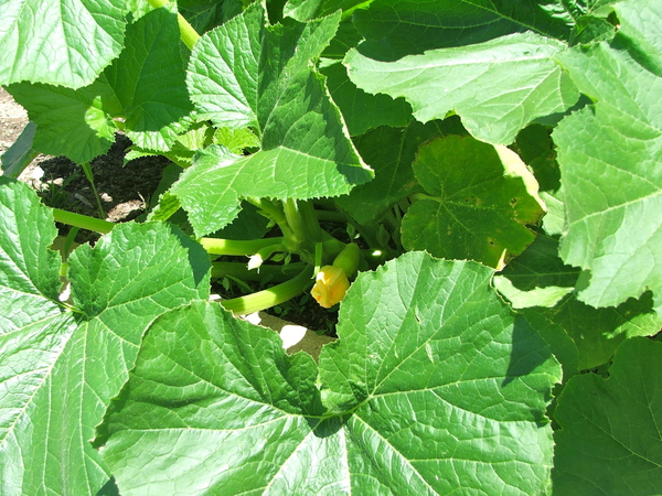 Rocketts Landing Community Garden, Richmond, Virginia