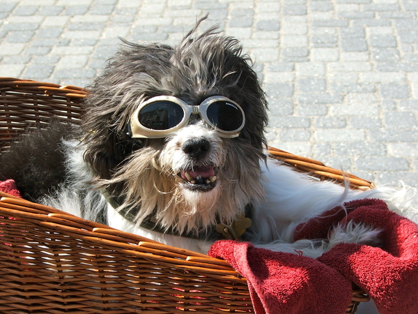 Dog wearing goggles on scooter, Shockoe Bottom, Richmond Virginia