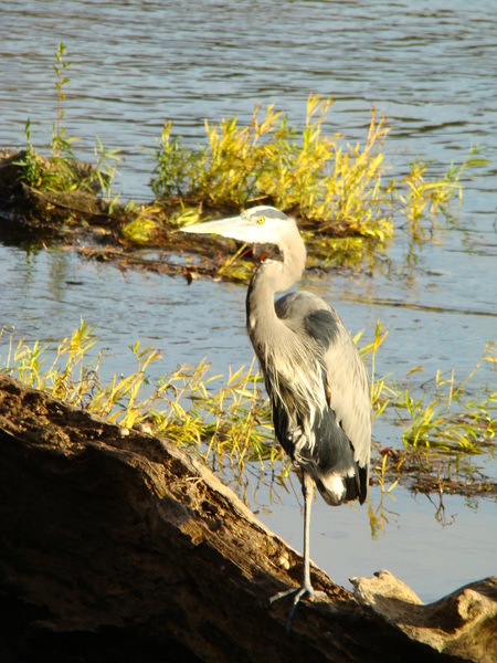 Blue Heron on the James River, Richmond, Virginia